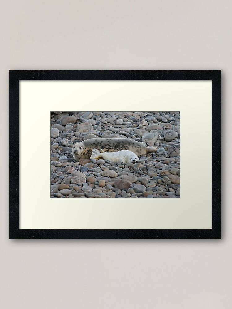 Thumbnail 1 of 7, Framed Art Print, Grey seal & pup designed and sold by orcadia.