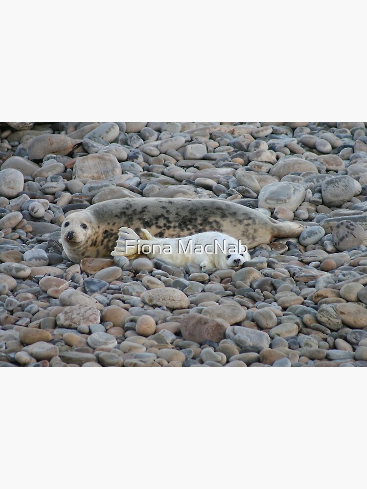 Grey seal & pup by orcadia
