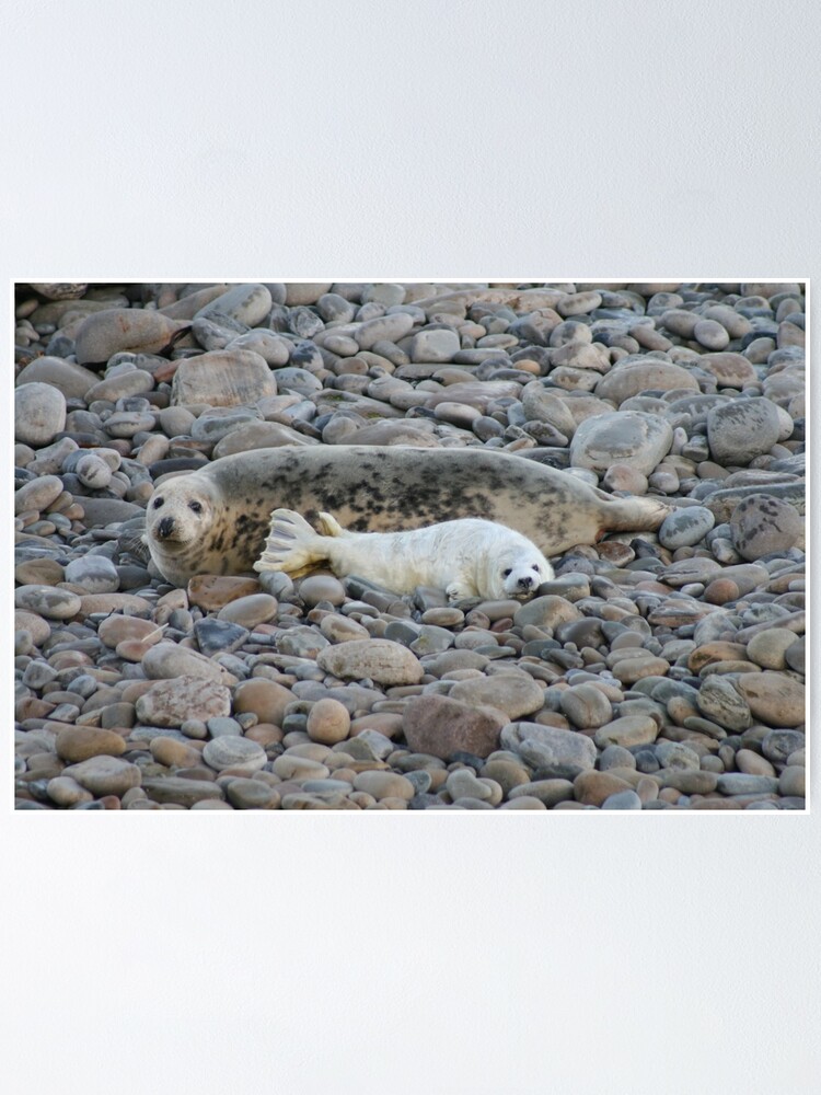 Alternate view of Grey seal & pup Poster