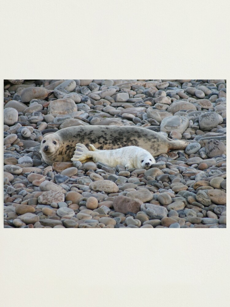 Alternate view of Grey seal & pup Photographic Print