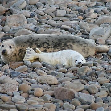 Artwork thumbnail, Grey seal & pup by Fiona MacNab