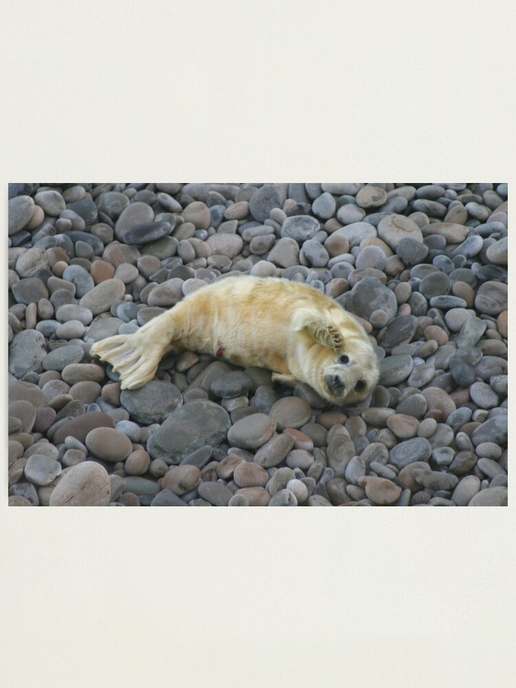 Alternate view of Hi there Photographic Print