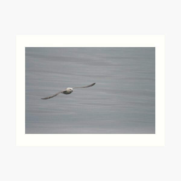 Gliding Art Print