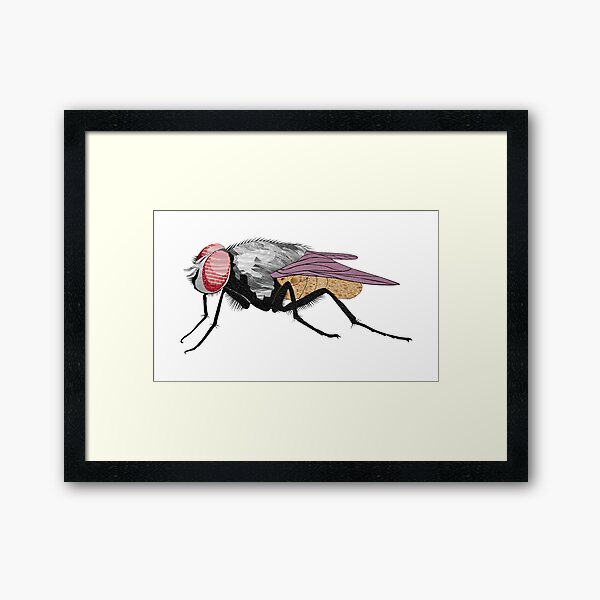 Fly - Laudea Martin Framed Art Print