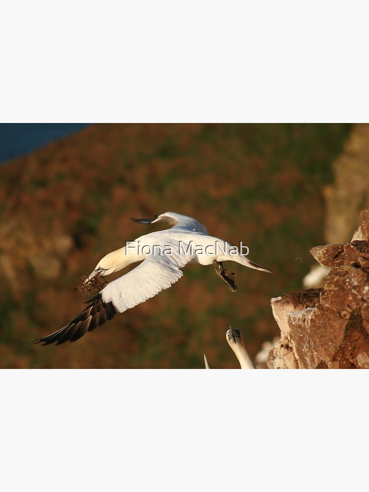 Lift off by orcadia