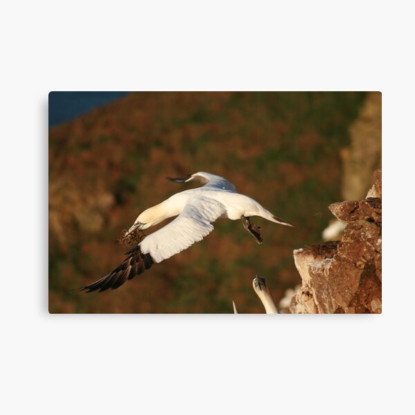 Lift off Canvas Print