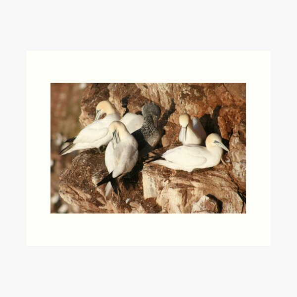 Preening Art Print