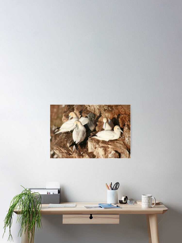 Thumbnail 2 of 3, Poster, Preening designed and sold by orcadia.