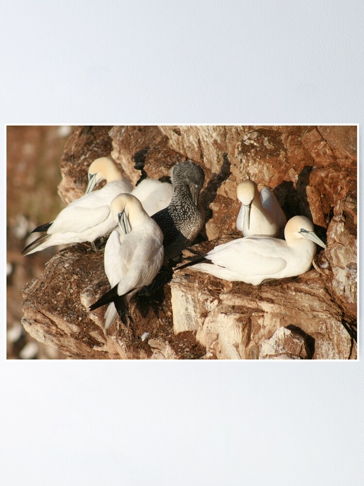 Thumbnail 1 of 3, Poster, Preening designed and sold by orcadia.