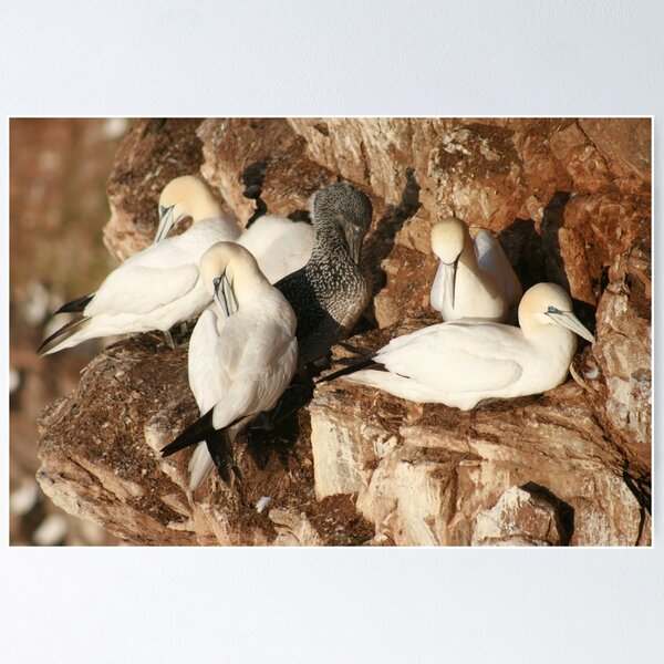 Preening Poster