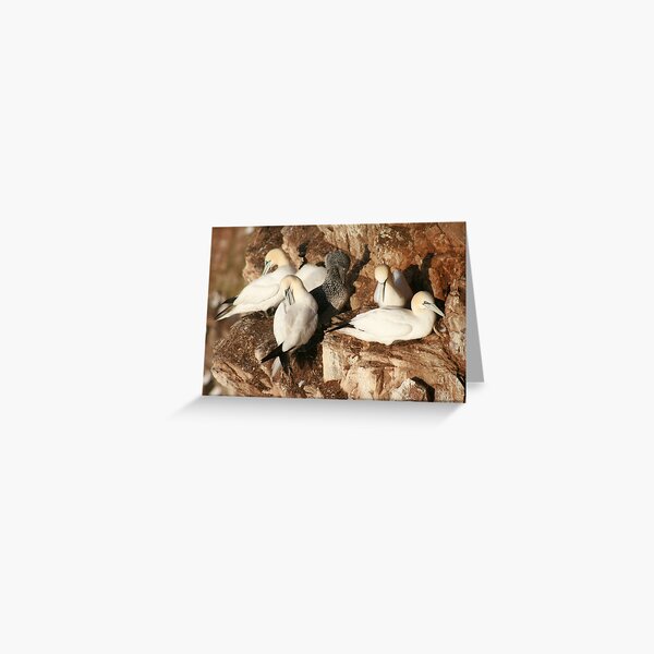 Preening Greeting Card