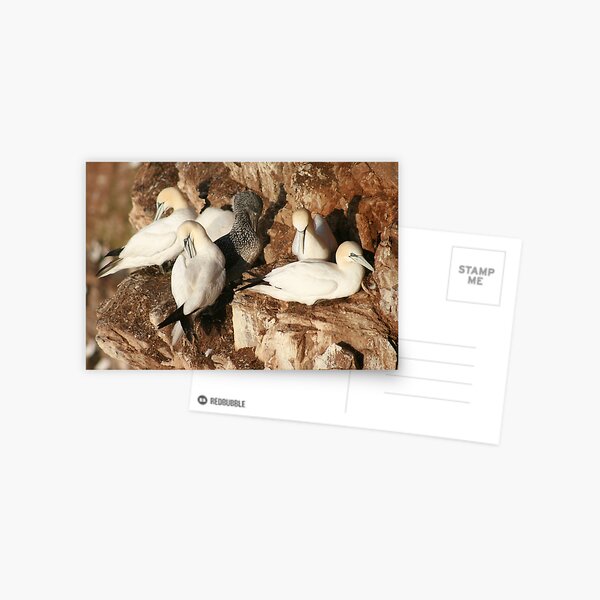 Preening Postcard