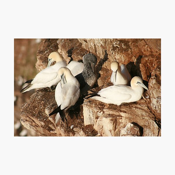 Item preview, Preening designed and sold by Fiona MacNab.