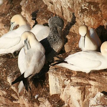 Artwork thumbnail, Preening by Fiona MacNab