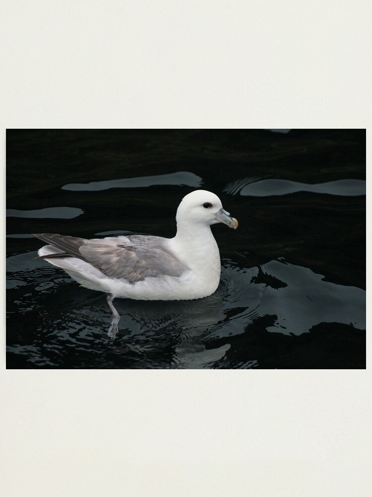 Alternate view of All at sea Photographic Print