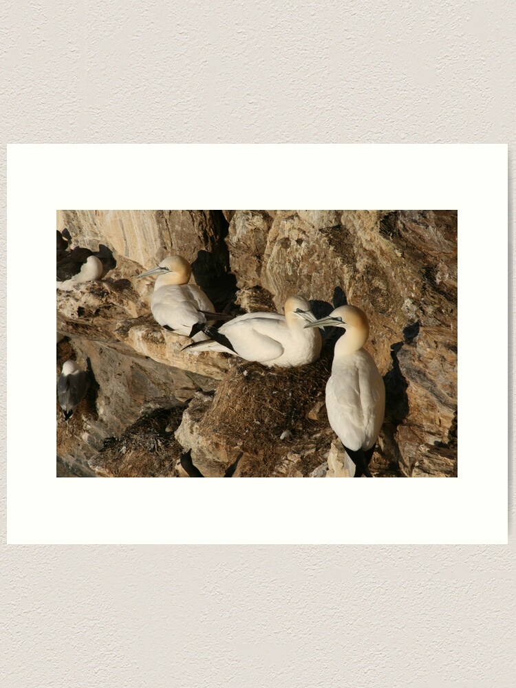 Thumbnail 1 of 3, Art Print, Nesting designed and sold by orcadia.