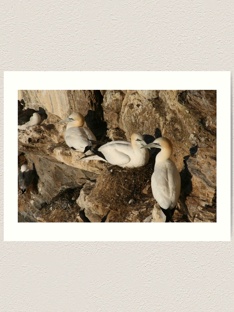 Alternate view of Nesting Art Print