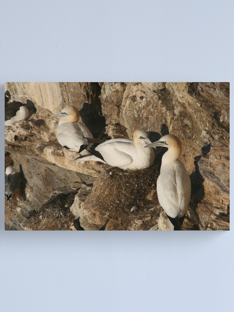 Alternate view of Nesting Canvas Print