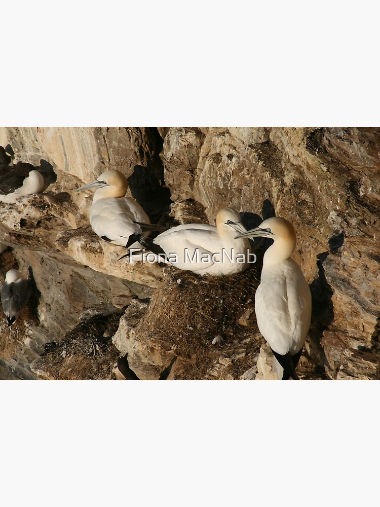Nesting by orcadia