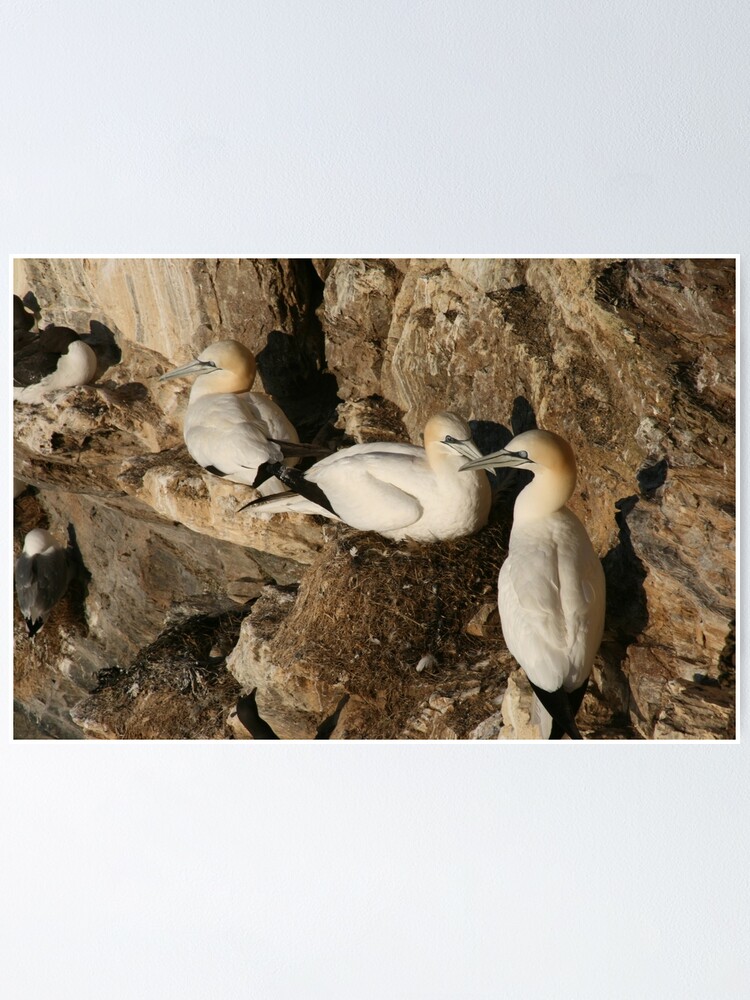 Alternate view of Nesting Poster