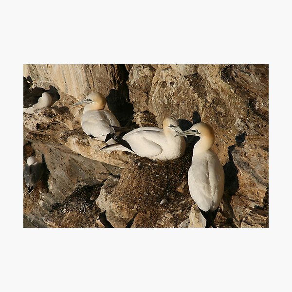 Nesting Photographic Print