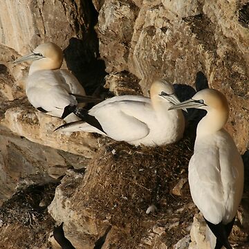 Artwork thumbnail, Nesting by Fiona MacNab