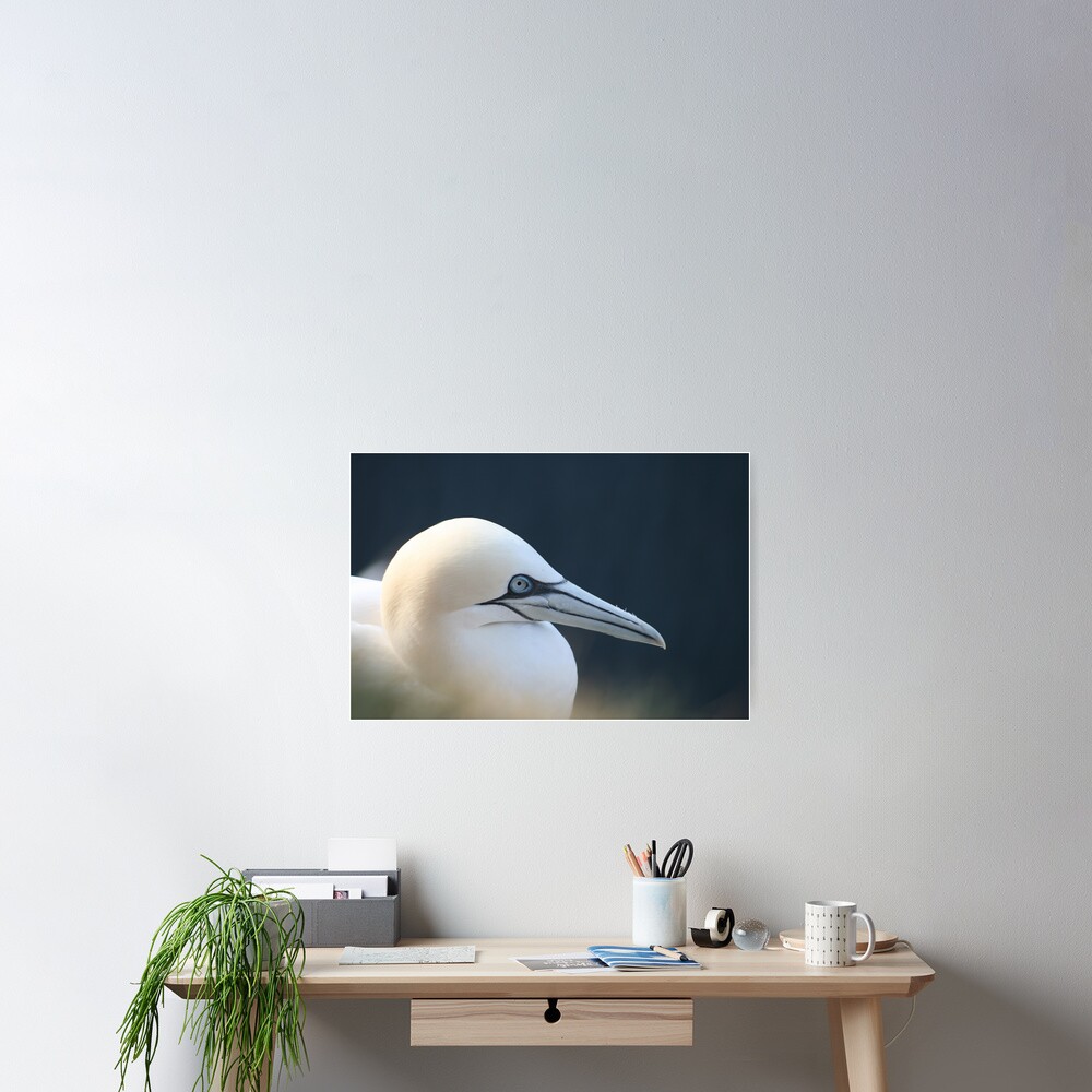 Gannet Poster