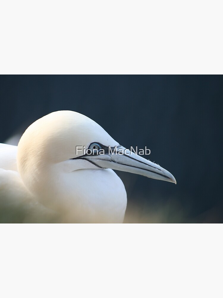 Gannet by orcadia