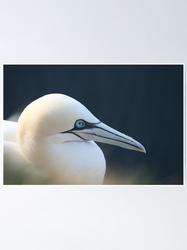 Alternate view of Gannet Poster