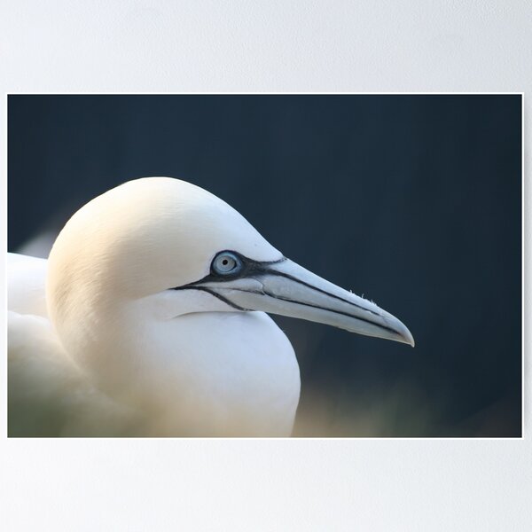 Item preview, Gannet designed and sold by Fiona MacNab.