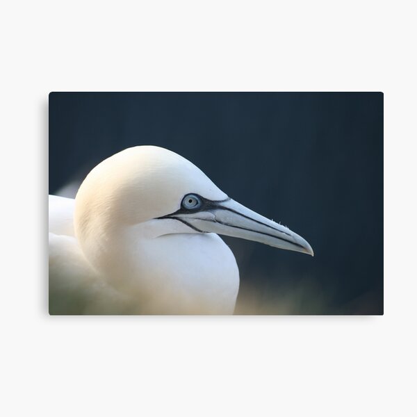 Item preview, Gannet designed and sold by Fiona MacNab.