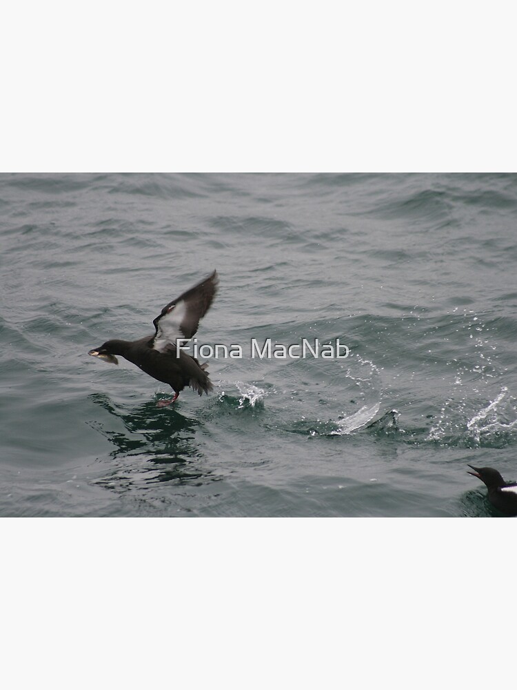 Fish for tea by orcadia