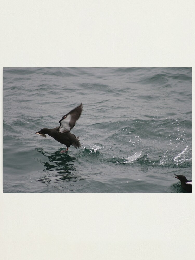 Alternate view of Fish for tea Photographic Print