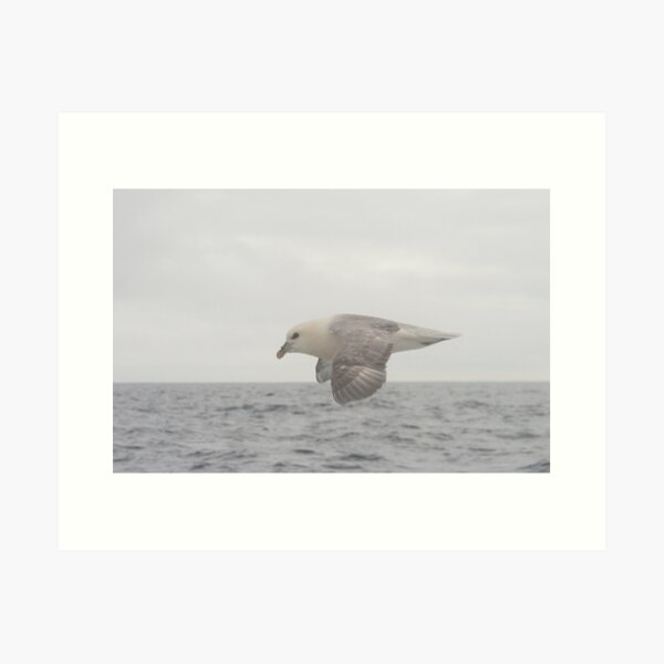 Item preview, Fulmar Fly Past designed and sold by Fiona MacNab.