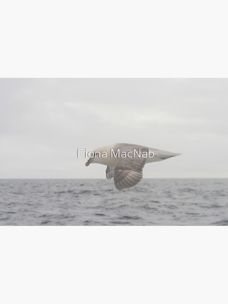Fulmar Fly Past by orcadia
