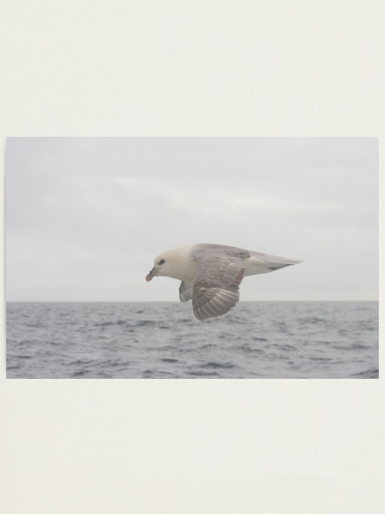 Alternate view of Fulmar Fly Past Photographic Print