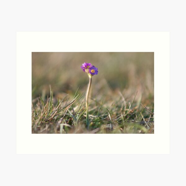 Primula Scotica Art Print