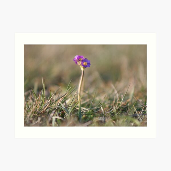 Primula Scotica Art Print