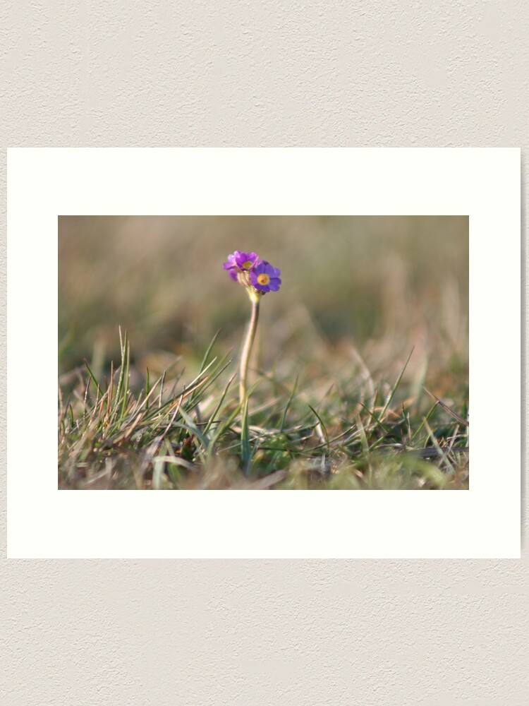Alternate view of Primula Scotica Art Print