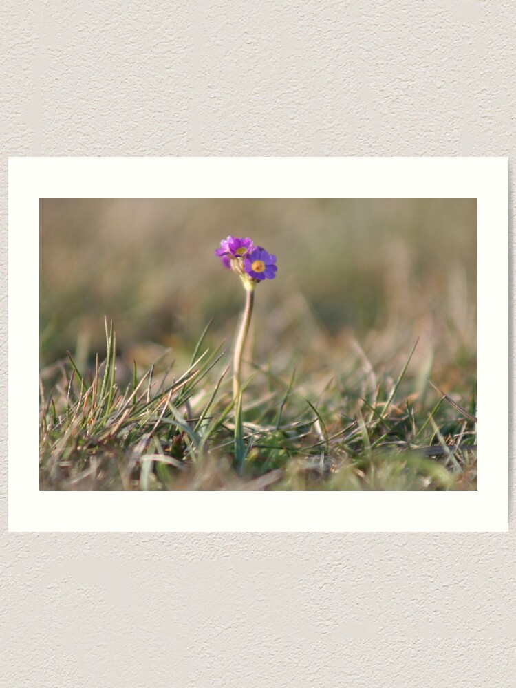 Alternate view of Primula Scotica Art Print