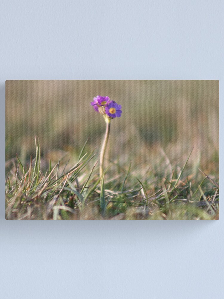 Alternate view of Primula Scotica Canvas Print