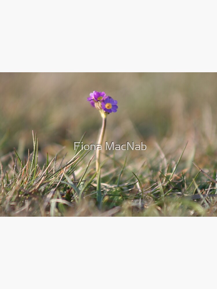 Primula Scotica by orcadia