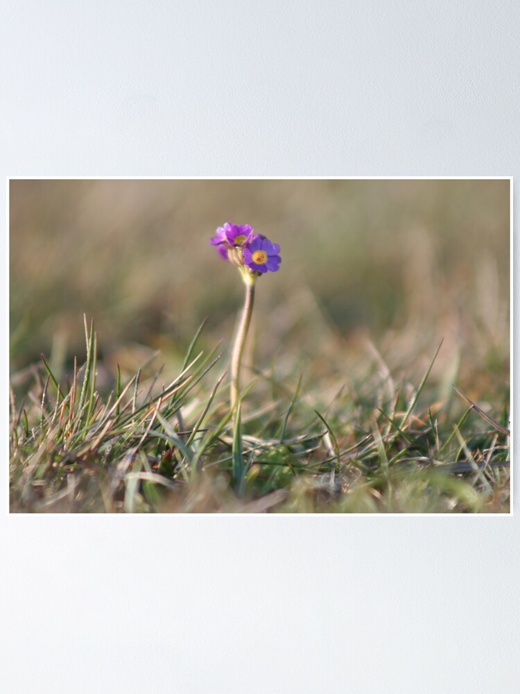 Alternate view of Primula Scotica Poster