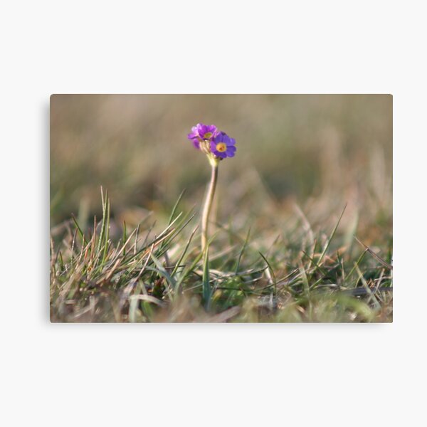 Primula Scotica Canvas Print