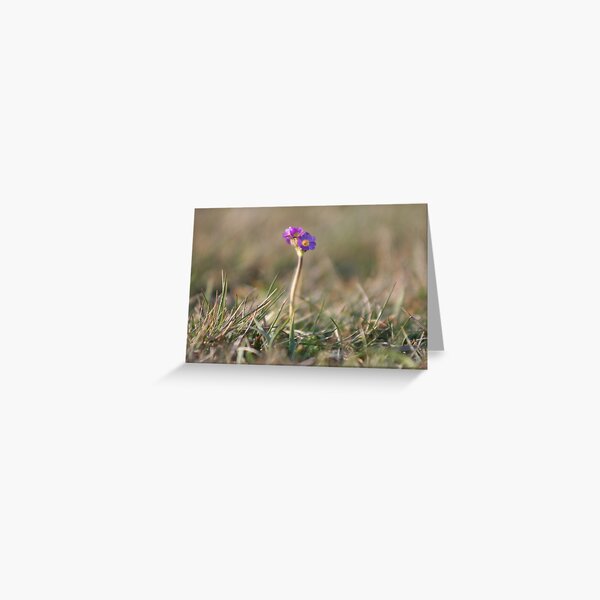 Primula Scotica Greeting Card