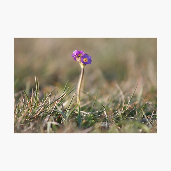 Primula Scotica Photographic Print