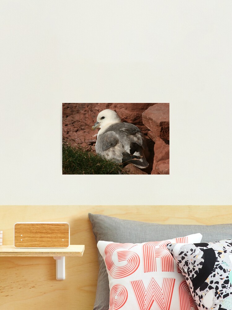 Thumbnail 2 of 3, Photographic Print, Fulmar designed and sold by orcadia.