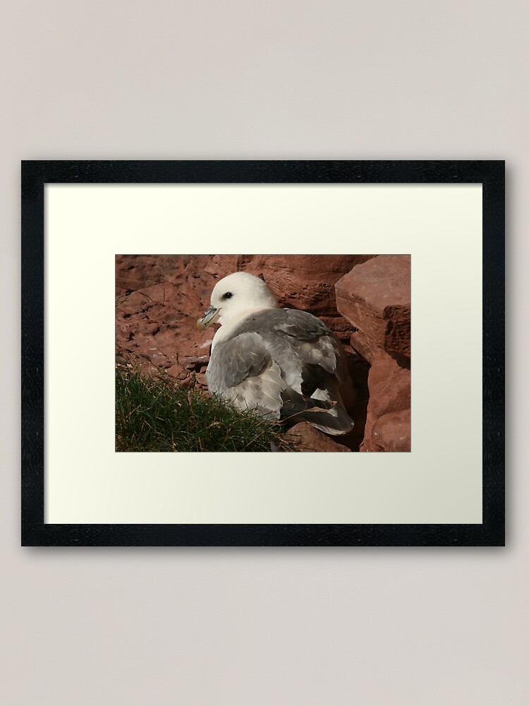 Alternate view of Fulmar Framed Art Print