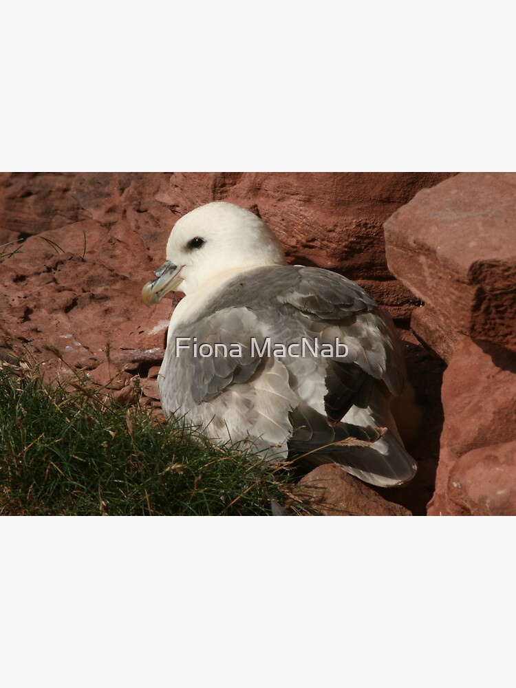 Fulmar by orcadia