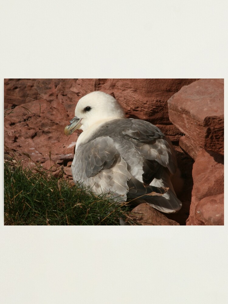 Thumbnail 1 of 3, Photographic Print, Fulmar designed and sold by orcadia.